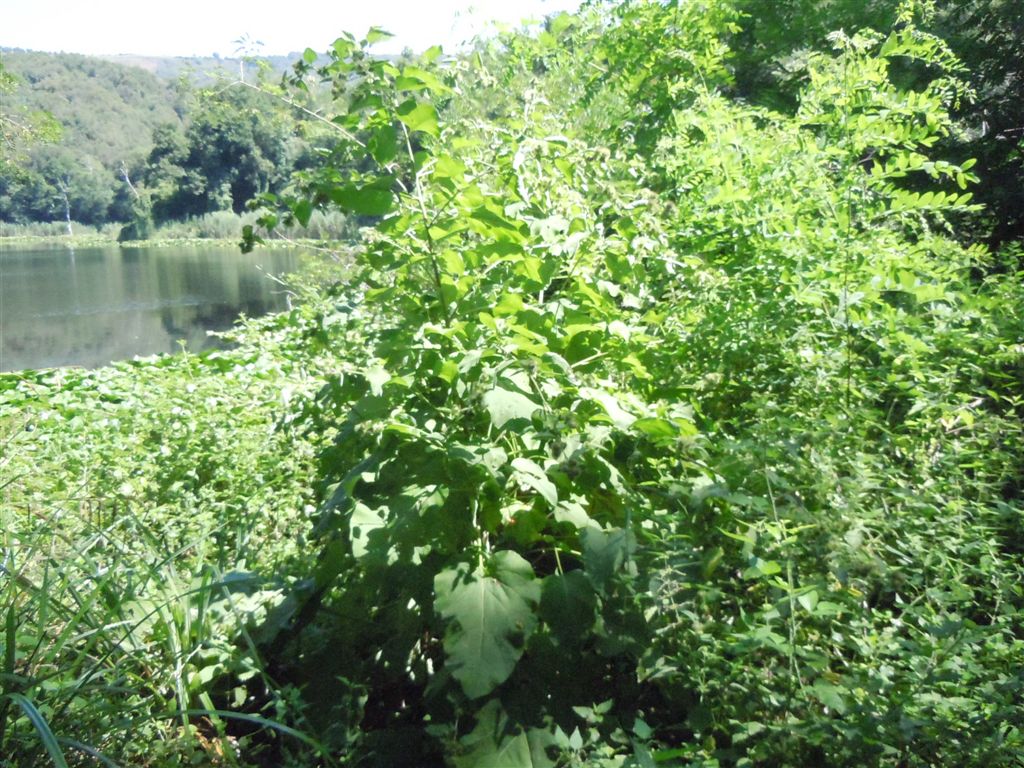 Pianta con grandi foglie - Arctium sp.